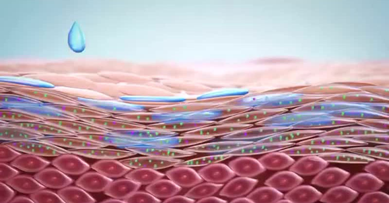 stratum corneum van de epidermis